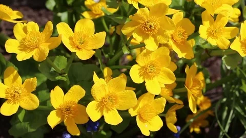 Caltha flowers spring bloom in the garden Video stock 82655866