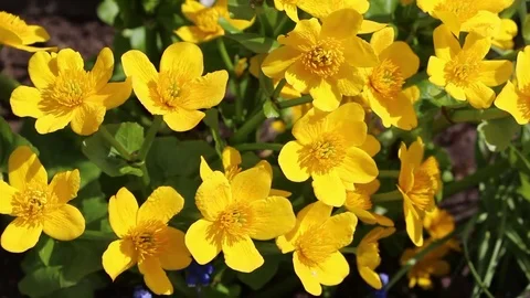 Caltha flowers spring bloom in the garden 스톡 동영상 82682220