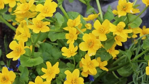 Caltha flowers spring bloom in the garden Stock Footage 82719734