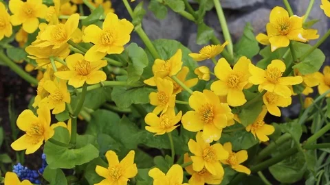 Caltha flowers spring bloom in the garden Stock Footage 82720389