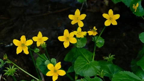 Caltha palustris, known as marsh-marigold and kingcup Stock Footage 132800950