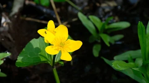 Caltha palustris, known as marsh-marigold and kingcup Stock Footage 132801298