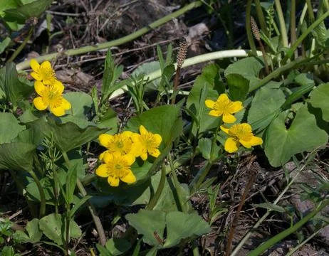 Caltha palustris 스톡 사진