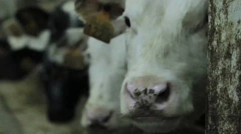 Calve at a farm close up Stock Footage 24237720