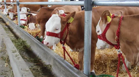 Calves and Cows in Cowshed Stock Footage 47012053