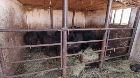 Calves And Puppy Stock Footage 188468656