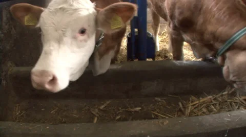 Calves in the barn Stock Footage 39667045
