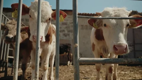 Calves behind a fence Stock Footage 320268210