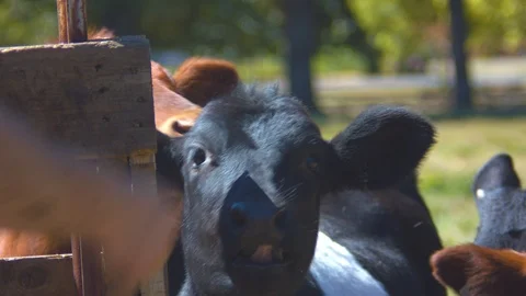 Calves Being Fed Wild Pears over an Electric Fence Stock Footage 95767291