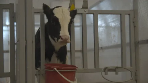 Calves. calves on the farm Stock Footage 151481808