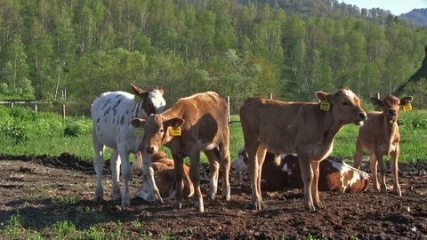 Calves Chew Grass Stock Footage 82437089