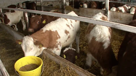 Calves in a confined space Stock-Footage 35952151