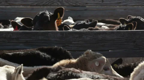Calves in a Corral During Cattle Branding Video stock 35183294