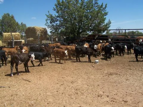 Calves in corral Foto stock