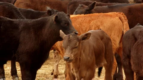 Calves in Corral Separate from Herd after Roundup Stock Footage 4735087
