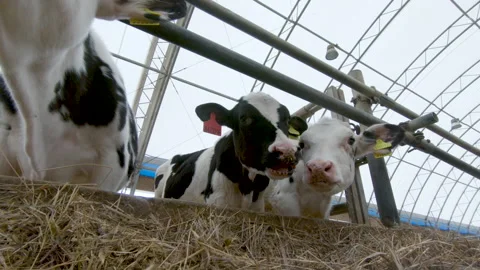 Calves in the cowshed Stock Footage 243877643