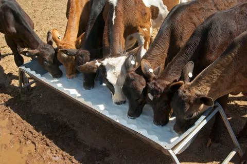 Calves drinking milk Foto stock