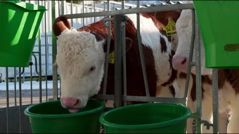 Calves Eating and Drinking in Barn – Cute Baby Cows in 4K Stock Footage 305191261