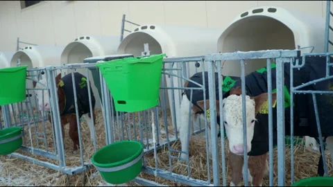 Calves Eating and Drinking in Barn – Cute Baby Cows in 4K Stock Footage 305191472