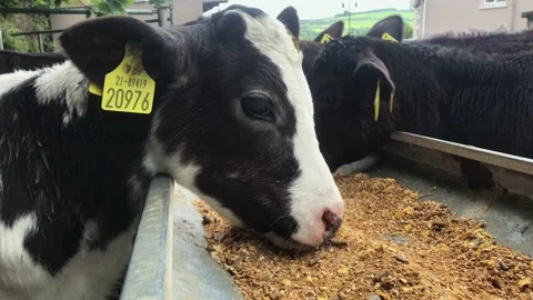 Calves eating feed from a trough 스톡 동영상 155409342