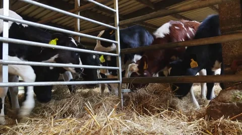 Calves eating hay Stock Footage 43233071