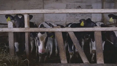 Calves in a farm cowshed Stock-Footage 75759620