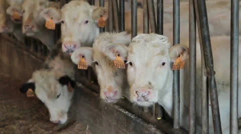 Calves at a farm Stock Footage 24237554