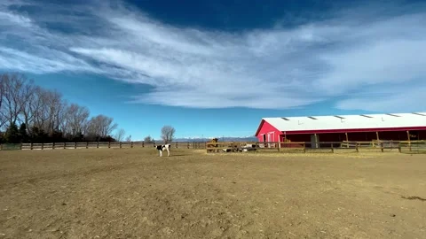 Calves in field blue sky Stock Footage