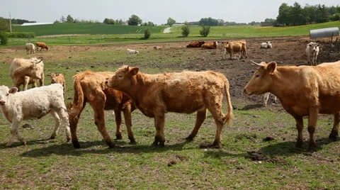 Calves at field Video stock 23717109