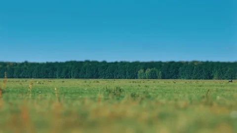 Calves on the field timelapse Stockbeeldmateriaal 72534132