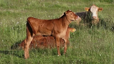 Calves Stock Footage 80241733