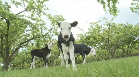 Calves grazing Stock Footage 564072