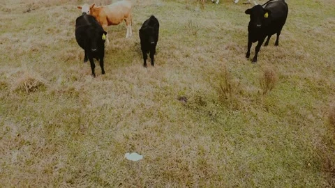 Calves grazing in pasture Stock Footage 146935045