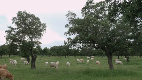 Calves grazing in the pasture on grass. Extensive and ecological cattle raising Stock Footage 167861171