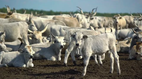 Calves in the herd Stock Footage 68378159