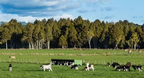 Calves herd Stock Photos