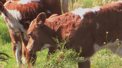 Calves hesitate Stock Footage 30345918