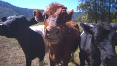 Calves Huddled Together Looking at the Camera Stock Footage 95766495