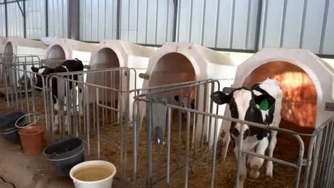 Calves in individual hutches inside a modern dairy farm barn Stock Footage 340519038
