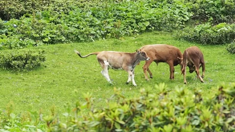 Calves jumping an playing Stock Footage 142377328
