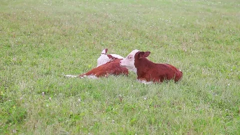 Calves lie on the grass Stock Footage 80121913