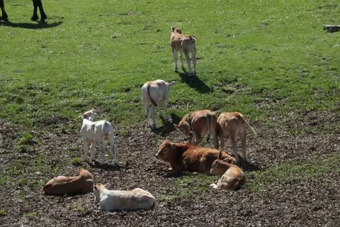 Calves lying in the sun Stock Photos