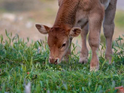 Calves in a meadow of Spain. Stock Photos