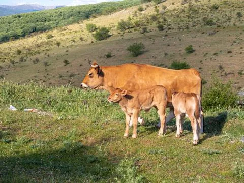 Calves in a meadow of Spain. Stock Photos