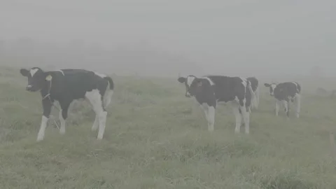 Calves in the mist Stock Footage 221098261