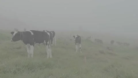 Calves in the misty field Stock Footage 221098248