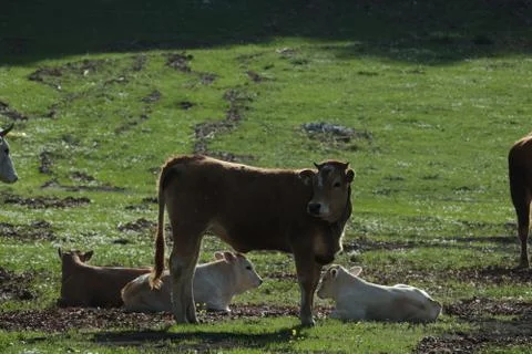 Calves on mountain Stock Photos