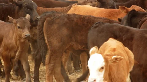 Calves Moving Slowly and Bleating in Pen Corral Roundup Vidéo 4734953