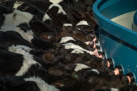 Calves on NZ Dairy Farm Stock Photos