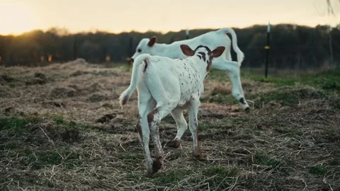 Calves In A Pasture Stock Footage 231824063